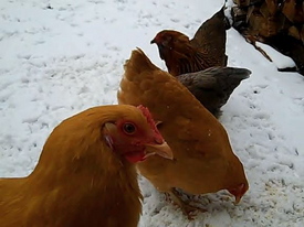 Borden - chickens in the snow